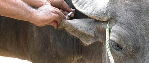 पुणे जिल्हा परिषद घेणार फिरती पशू चिकित्सालये Pune Zilla Parishad will take over Mobile veterinary clinics
