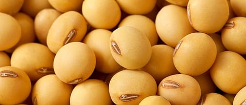 soybean