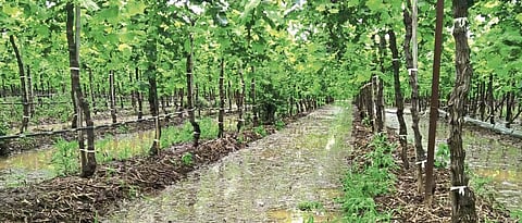 Monsoon 2023