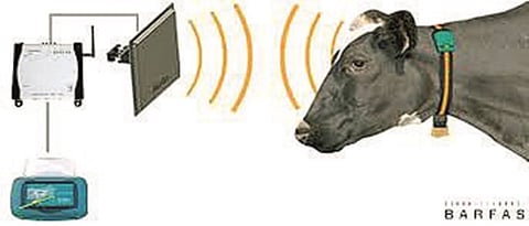 RFID technology in animal husbandry ...