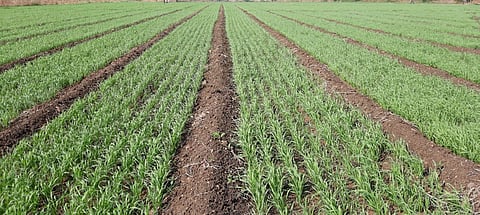 Wheat Sowing