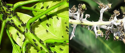 Mango Crop Management