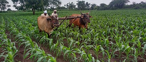 Rabi Cultivation