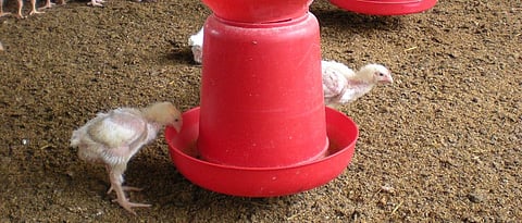 poultry bird
