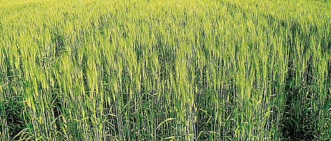 Wheat sowing