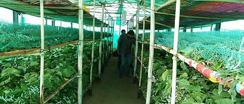 What should be a silkworm breeding house like?