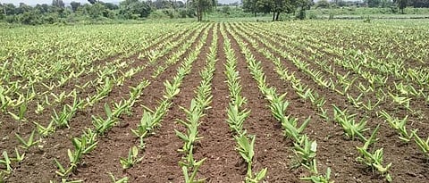 Turmeric Crop