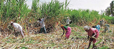 Sugarcane