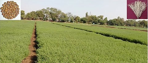 fule vikram gram variety for higher yield