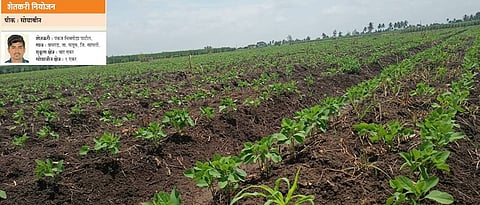 Germination of soybean in Pankaj Patil's field.