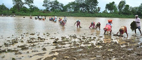 plantation of verious pnat species in fish pond