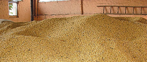 Soybean Market News