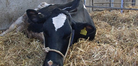 animal quarantine
