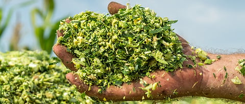 Green fodder preservation- Silage