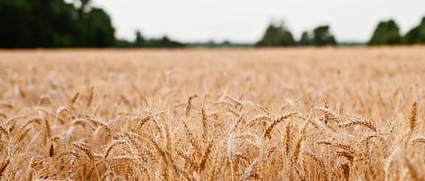 Wheat Export