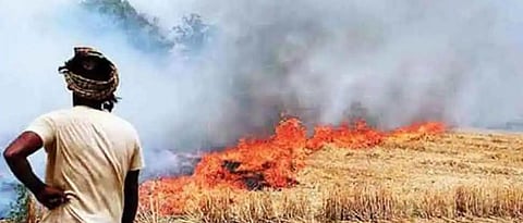 Stubble Burning