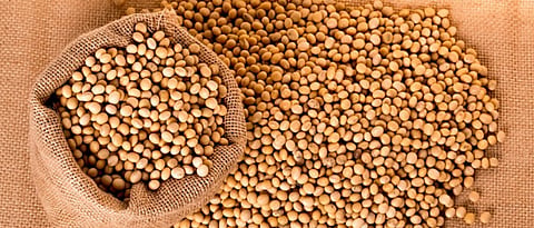 soybean production