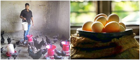 दलभंजन यांच्या फार्ममधील कडकनाथ कोंबड्यांचे पालन.