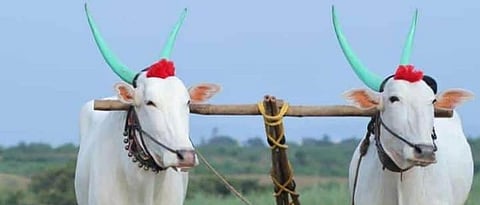 Bullock cart race Hearing on Wednesday?