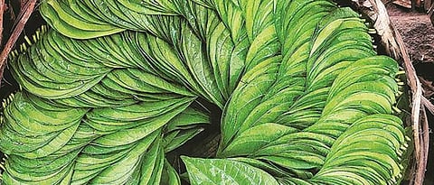 betel leaf