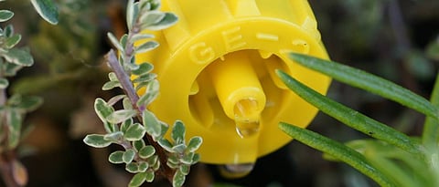 drip irrigation