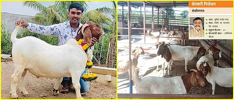 फार्ममधील आफ्रिकन बोअर जातीच्या नरासोबत सुमित गरुड