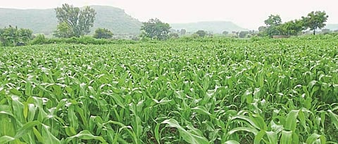 Rabi area in Latur, Osmanabad, Beed, Parbhani and Hingoli districts increased by 36,000 hectares