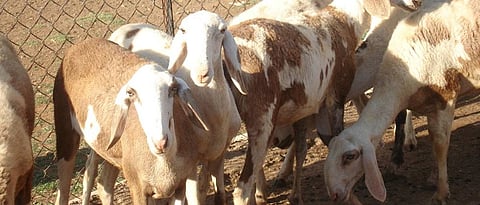 madgyal sheep