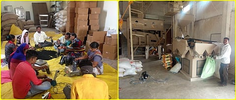 Workers sorting seeds purchased from farmers by machine and filling them in bags