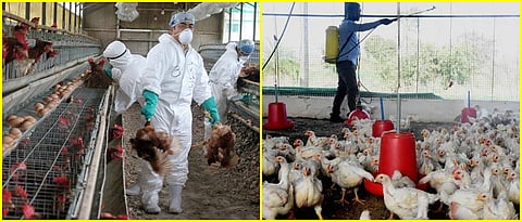 Preventive measures to prevent bird flu