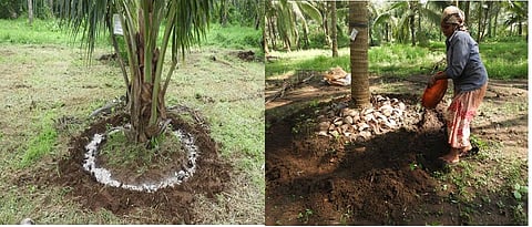coconut advisory
