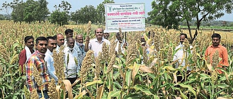 Of ‘Parbhani Shakti’ of Jowari Must be used in diet '