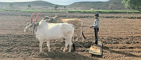 Rabbi Sowing