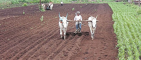 Rabi Cultivation