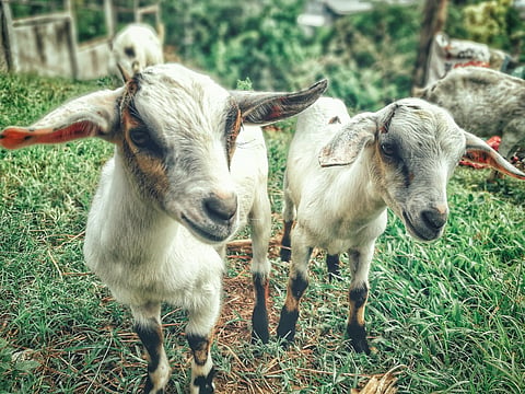 colostrum feeding of goat kid