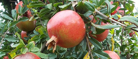 Pomegranate Season