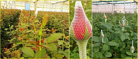 The buds in different positions of the rose should be preserved