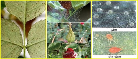 Red spider management on roses in the greenhouse