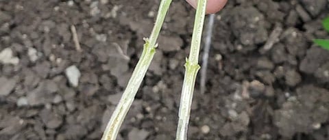 soybean pest