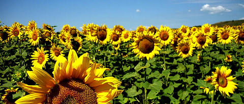 sunflower