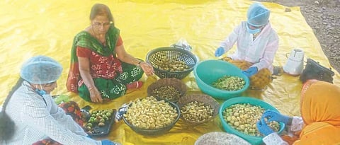 Amla Processing