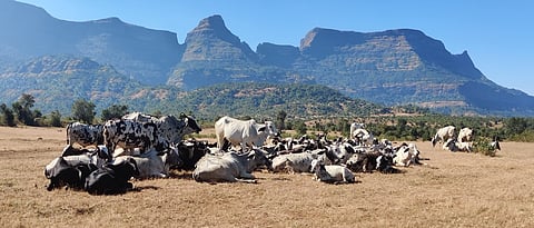 बिन्नर कुटुंबाने केलेले डांगी गायीचे संवर्धन