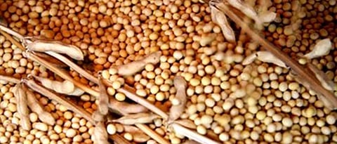 Soybean