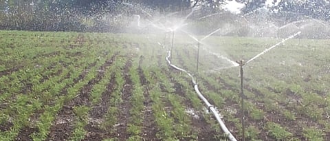 Chana Irrigation