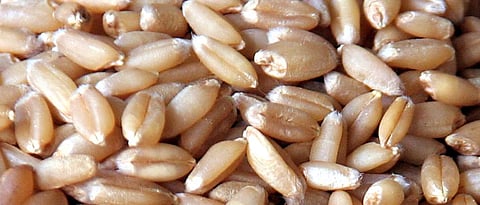 Wheat Production
