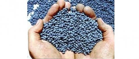 seeds