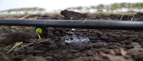 Drip irrigation