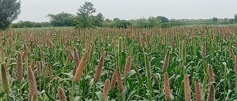 Bajara Sowing