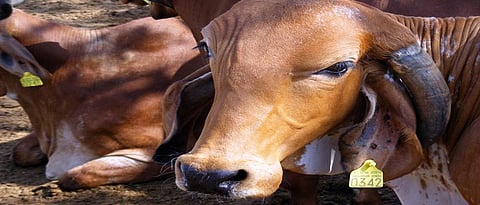 Indigenous cattle