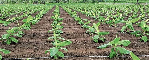 22.75 crore profit from 'Kisan Sanman'